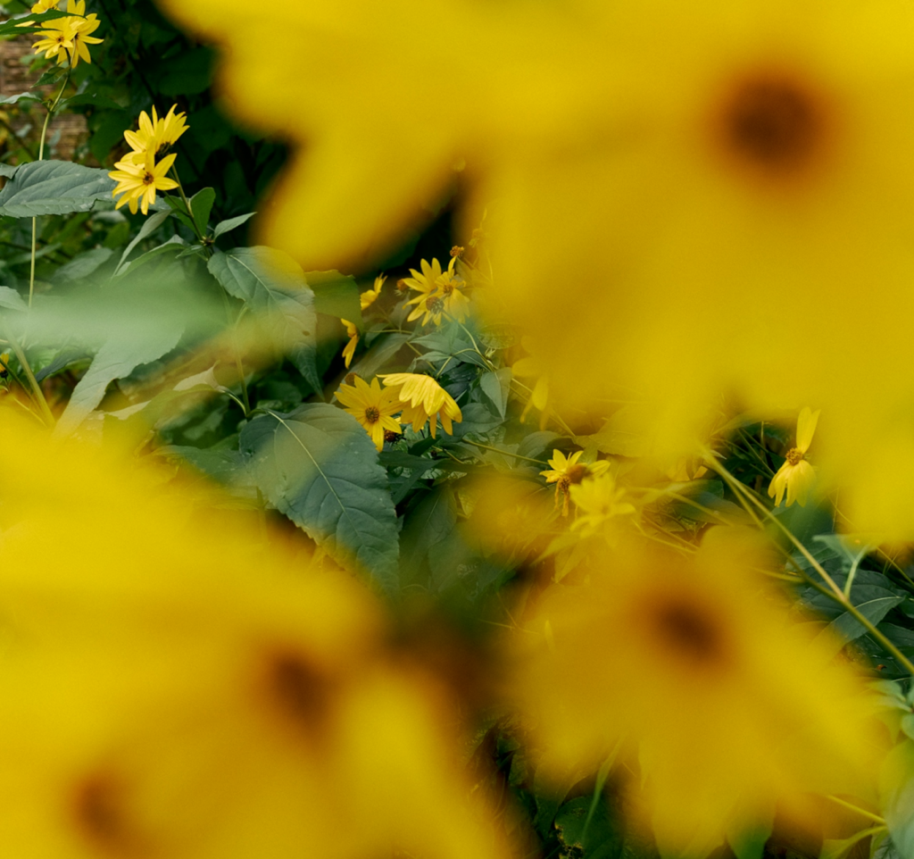 Flores amarillas desenfocadas entre hojas verdes evocando calma y conexión con el cuerpo en endometriosis síntomas diagnóstico